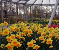 Přivítejte jaro návštěvou největšího květinového parku v Evropě