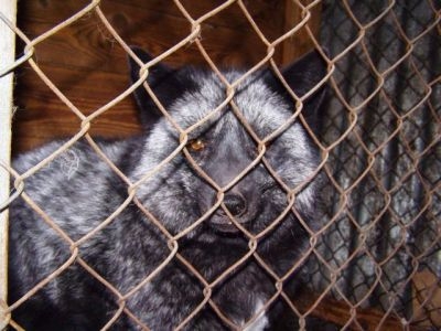 Světové organizace na ochranu zvířat vyzývají Česko:  zrušte kožešinové farmy