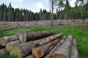 Kůrovec a kalamity nejsou jediným problémem šumavských lesů