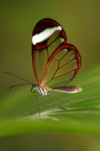 Trojská botanická zahrada zahájila výstavu tropických motýlů  Motýlí skvosty Ameriky poletují skleníkem Fata Morgana