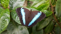 Motýlí skvosty Ameriky poletují skleníkem Fata Morgana