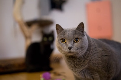 PREMIUM CAT´S LIFE: Pro lepší život vaší kočky