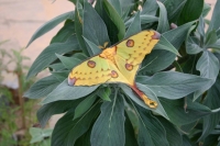 Návrat po třinácti letech! Ve skleníku Fata Morgana se nedávno vylíhl vzácný motýl z Madagaskaru, kterého v Čechách jen tak neuvidíte