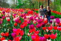 Tip na výlet: Keukenhof, největší květinový park na světě