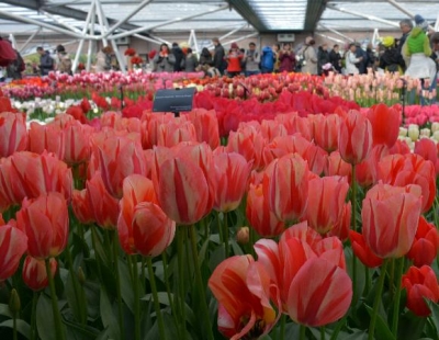 Tip na výlet: Nejúžasnější přehlídka květin v holandském Keukenhofu