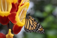 Pozvánka: Výstava motýlů ve skleníku Fata Morgana úspěšně pokračuje