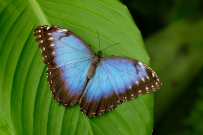 Pozvánka: Výstava motýlů ve skleníku Fata Morgana úspěšně pokračuje